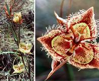 Calochortus tiburonensis