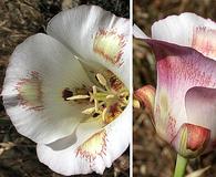 Calochortus venustus