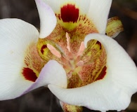 Calochortus vestae