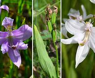 Calopogon oklahomensis