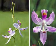 Calopogon pallidus