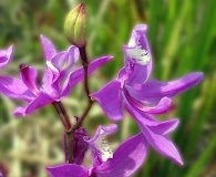 Calopogon tuberosus