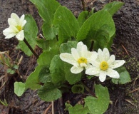 Caltha leptosepala