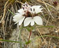 Calycadenia multiglandulosa