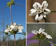 Calycadenia oppositifolia