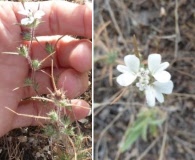 Calycadenia villosa