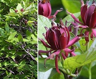 Calycanthus floridus