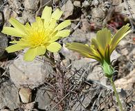 Calycoseris parryi