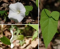 Calystegia catesbeiana