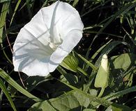 Calystegia macounii