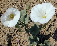 Calystegia macrostegia