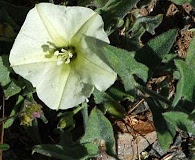 Calystegia malacophylla