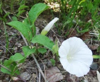 Calystegia spithamaea