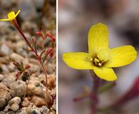 Camissonia pusilla