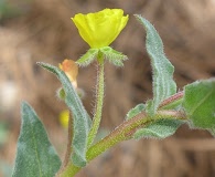 Camissoniopsis confusa