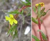 Camissoniopsis lewisii