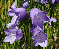 Campanula alaskana