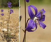 Campanula aurita