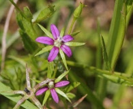 Campanula floridana