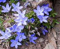 Campanula piperi