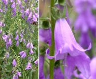 Campanula rapunculoides