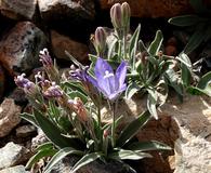 Campanula scabrella