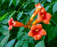 Campsis radicans