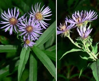 Canadanthus modestus