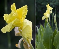 Canna flaccida