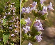 Cantinoa mutabilis