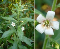 Capraria biflora