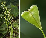 Capsella bursa-pastoris