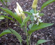 Capsicum annuum