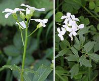 Cardamine angulata