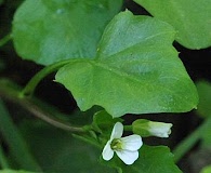 Cardamine breweri