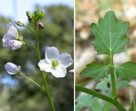 Cardamine californica