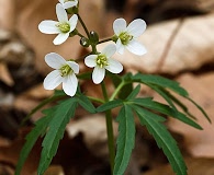 Cardamine concatenata