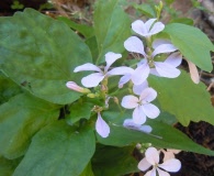 Cardamine constancei