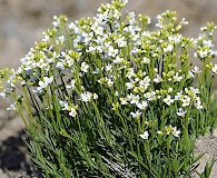 Cardamine digitata