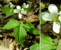 Cardamine diphylla