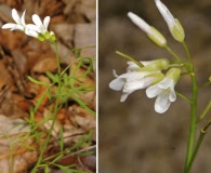 Cardamine dissecta