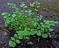 Cardamine flexuosa