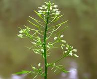 Cardamine impatiens