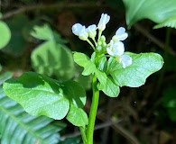 Cardamine occidentalis