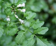 Cardamine oligosperma