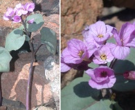 Cardamine pachystigma