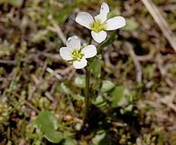 Cardamine pattersonii