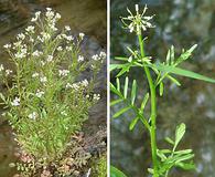 Cardamine pensylvanica