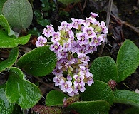 Cardamine purpurea