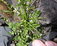 Cardamine umbellata